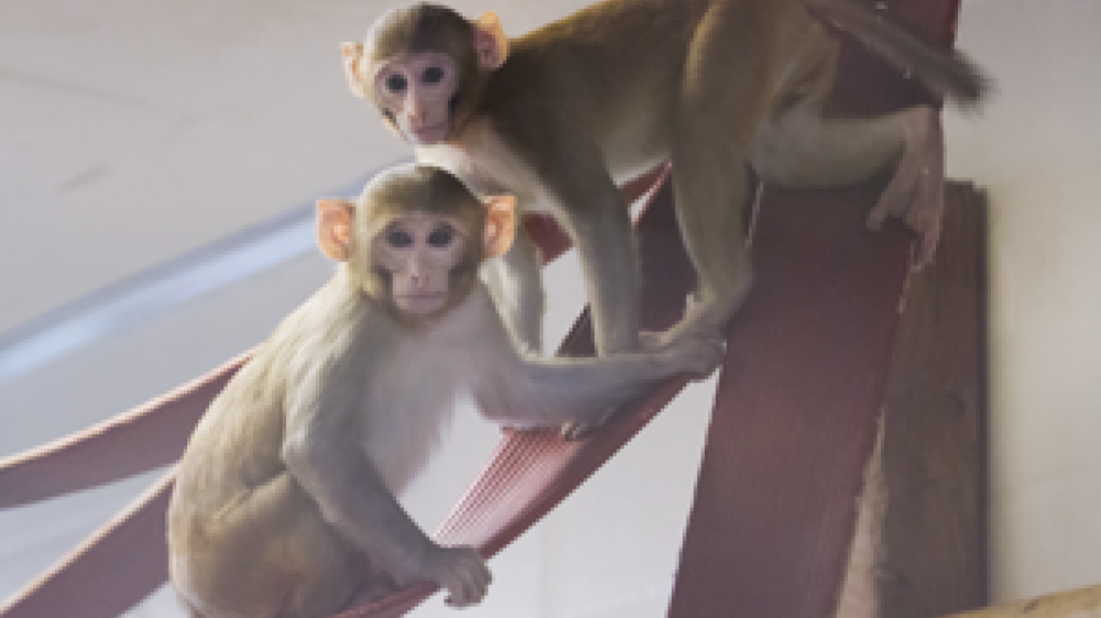 Two macaques climbing