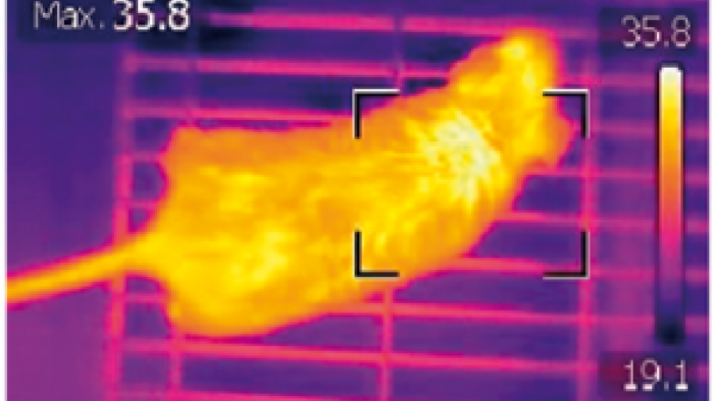 Thermal imaging of a mouse from above