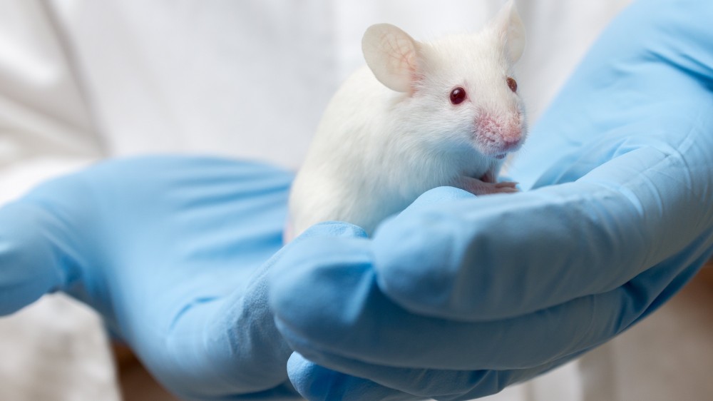A white mouse on a technician's gloved hands