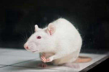 A white rat on a table