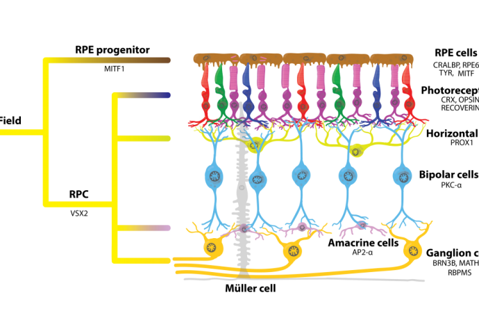 RPE cell diagram