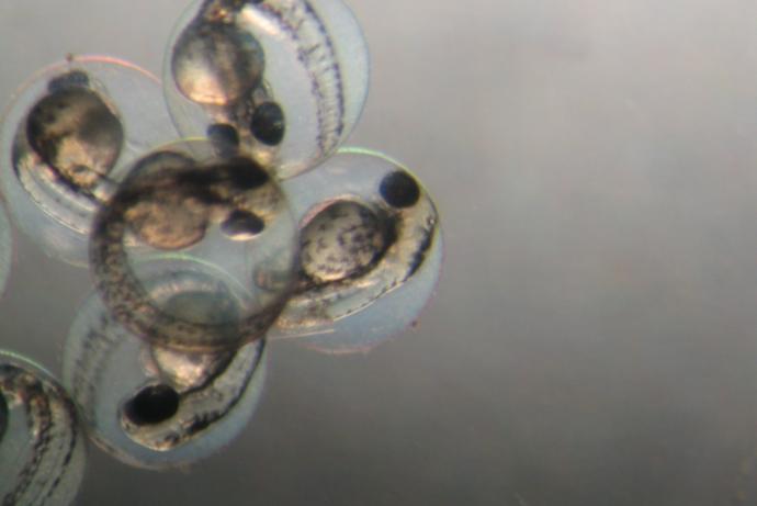 Zebrafish embryo_0