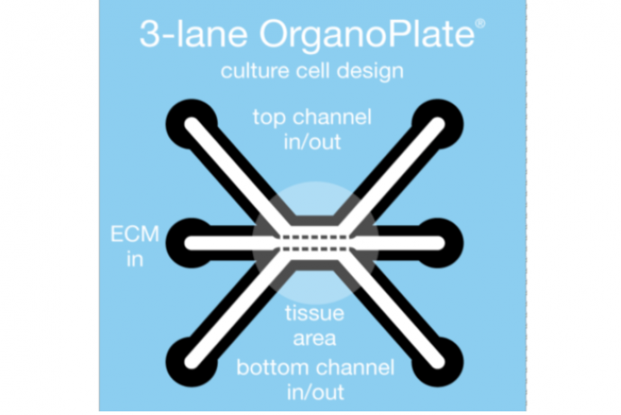 organoplate design