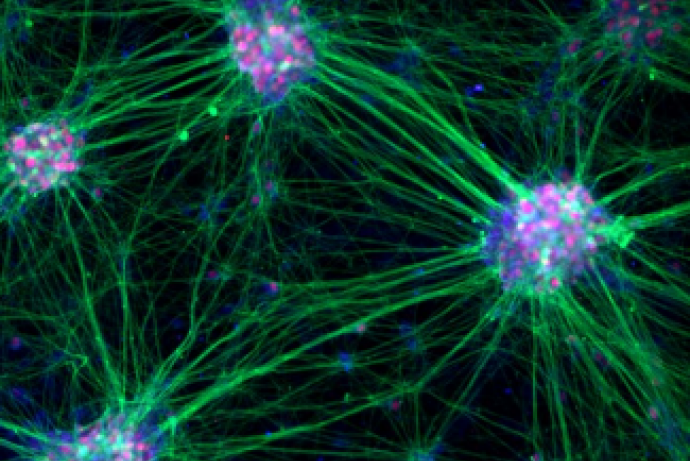 Transnetyx Tissue: Processing Of Primary Rat And Mouse Tissues 