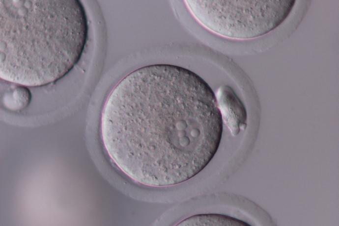 One cell embryos before injecting