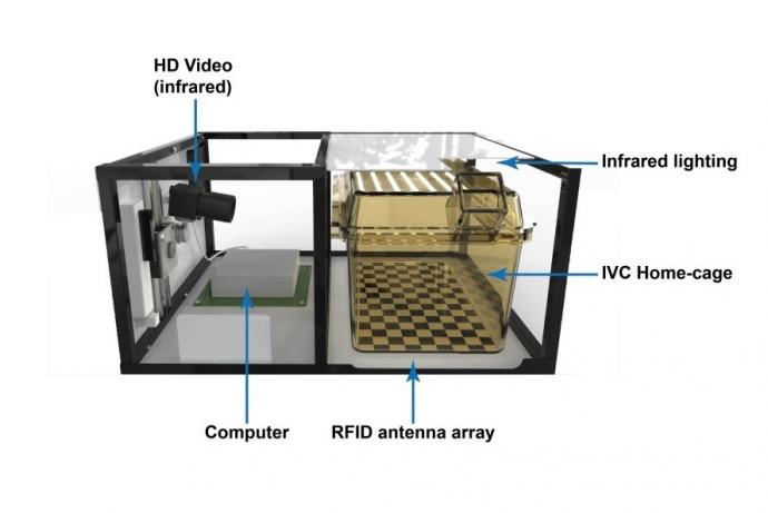 RLb figure