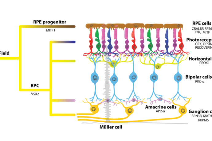 Ex vivo human retina tissue platform for disease modelling and drug ...