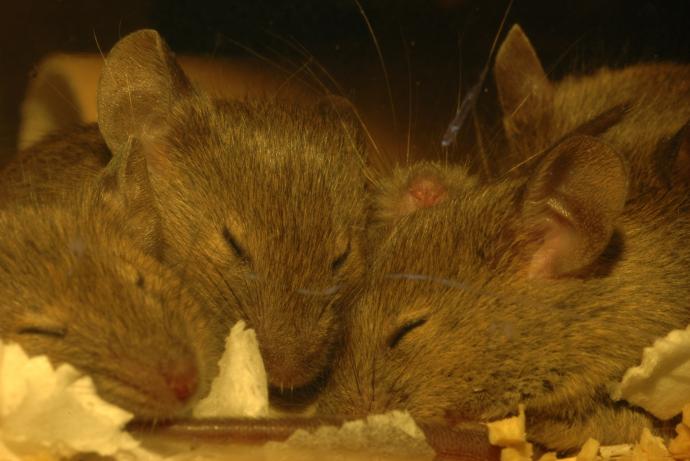 Sleeping mice