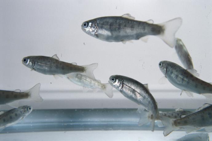 Young rainbow trout used in ecotoxicology
