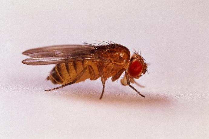 Z3400675-Fruitfly_Drosophila_melanogaster_-SPL