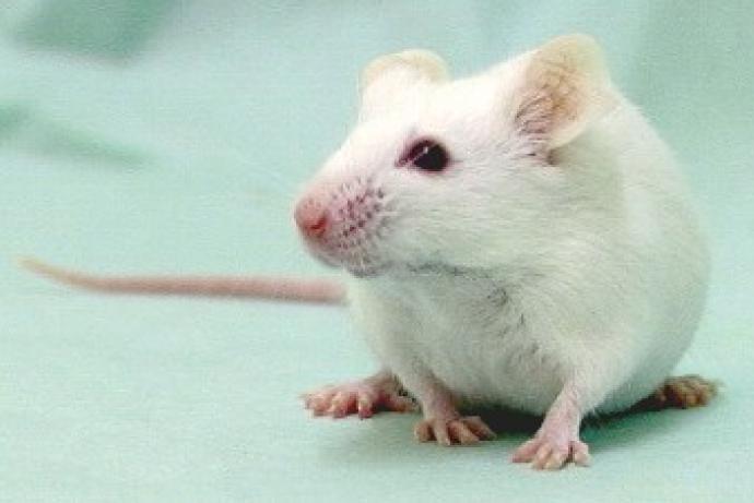 albino mouse on light green background