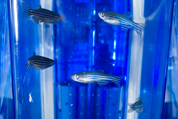 Image of zebrafish in a lab setting
