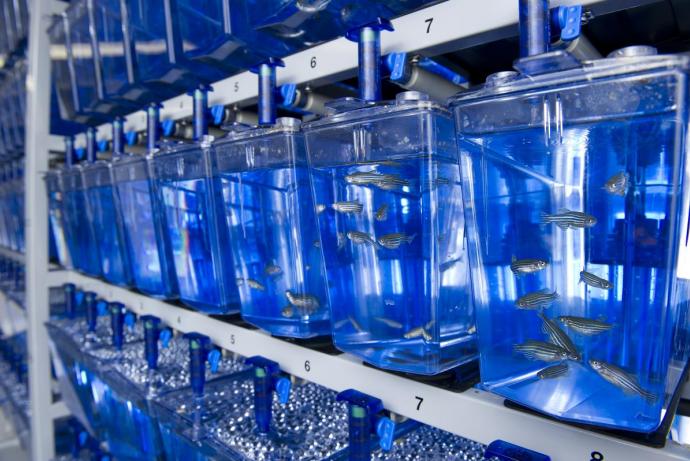 Image showing zebrafish in a lab