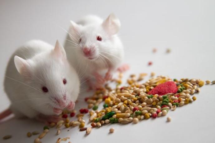 Mice eating feed