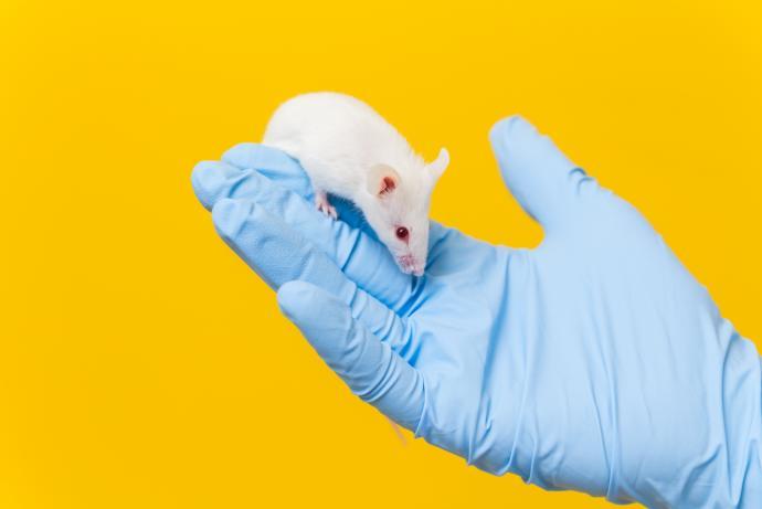 A mouse sits on a gloved hand in front of a yellow background.