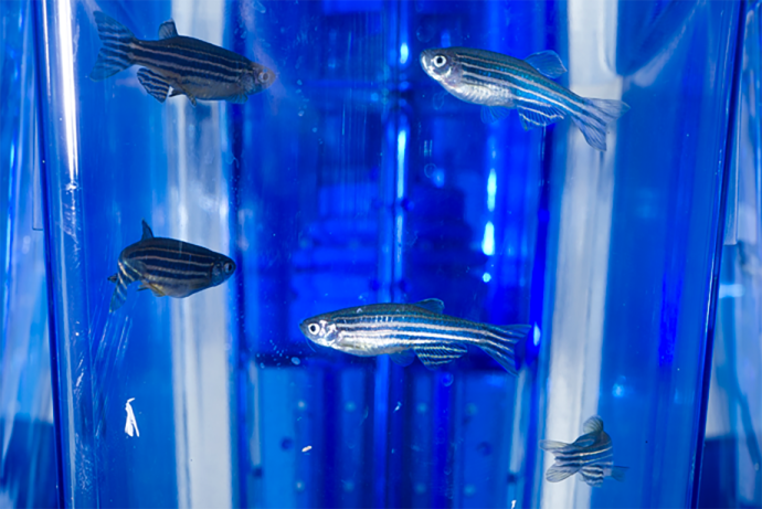 Image of zebrafish in a tank