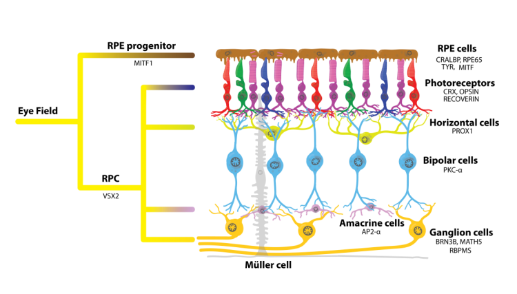 RPE cell diagram