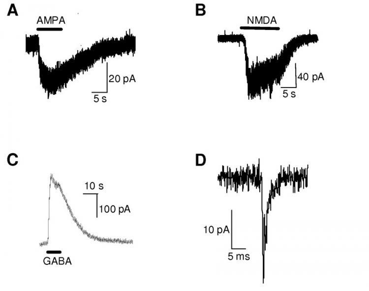 Graphs showing HiPSC-derived neurons respond to neurotransmitters.