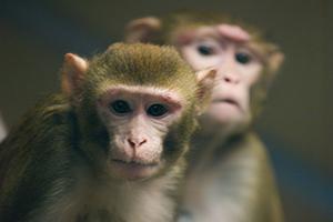 Applying The 3rs In Non Human Primate Research Barriers Solutions And Opportunities Nc3rs