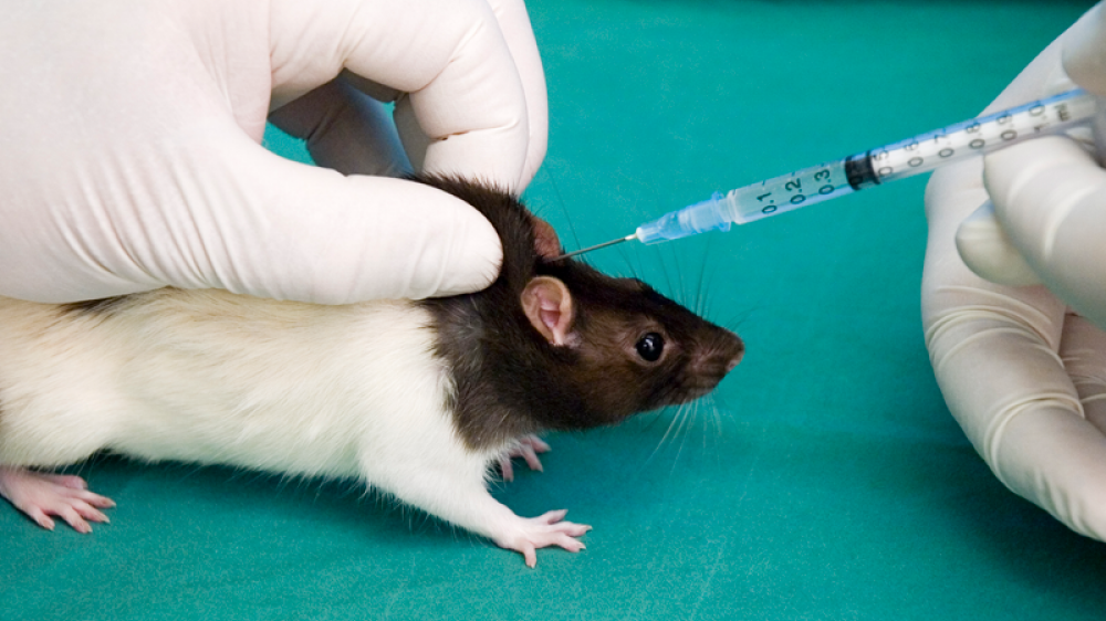 A) Different sizes of syringe needles used for mice of different