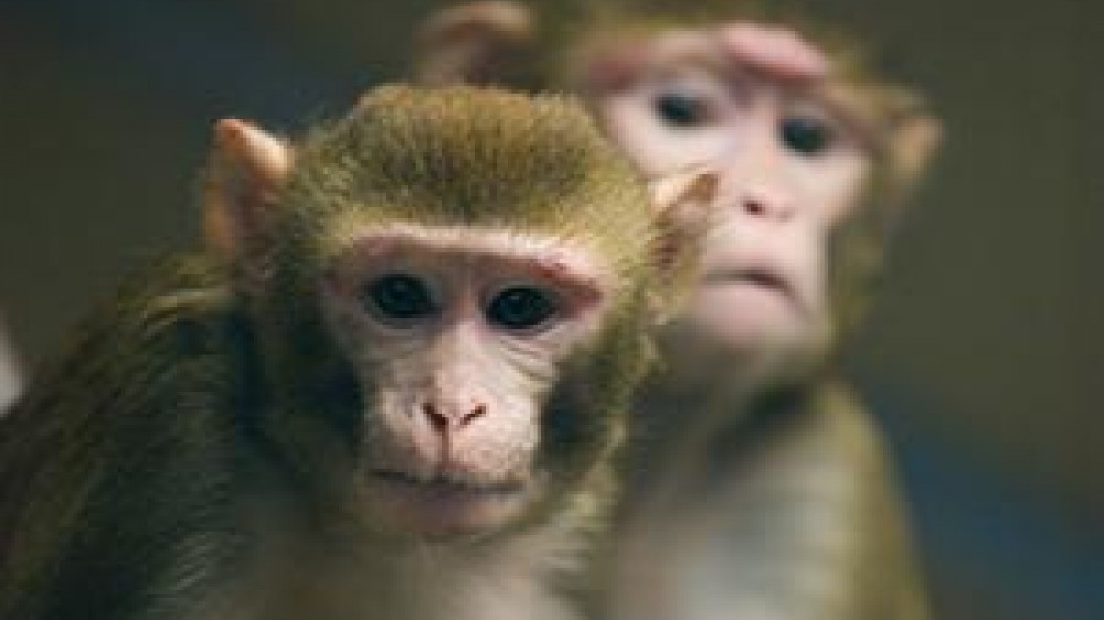 Two macaques looking towards the camera