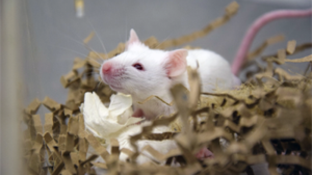 A white mouse in a tank