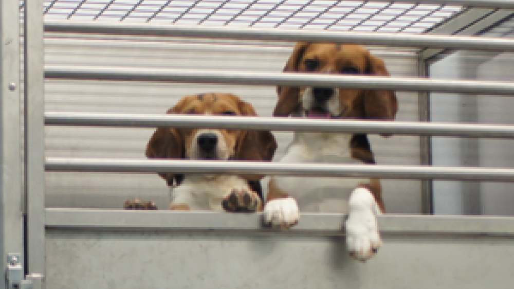 Dual cage system with a hatch between the two connected cages and pair-housed dogs