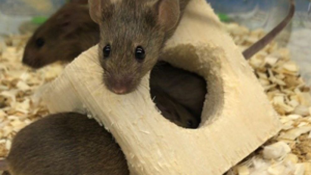 Two brown mice playing with a wooden block with a hole in the center