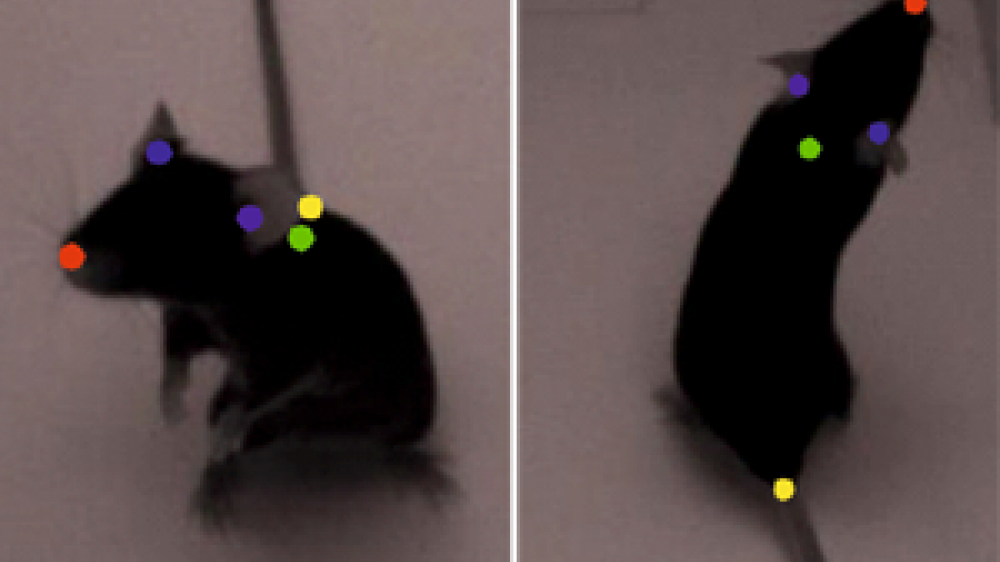 A split screen of two brown mice with multi coloured dots on them for 3D imaging purposes