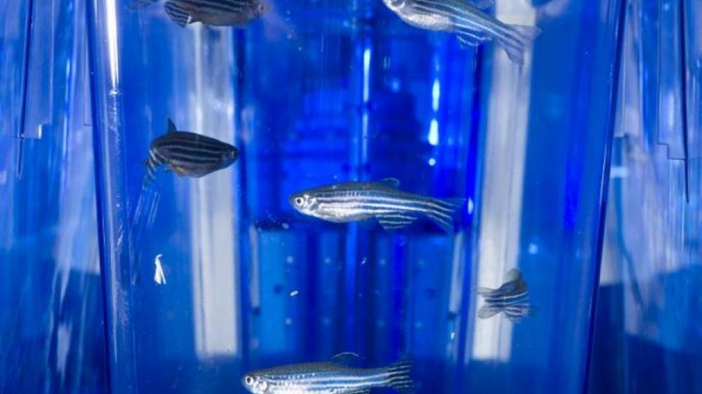 Five Reasons Why Zebrafish Make Excellent Research Models | NC3Rs