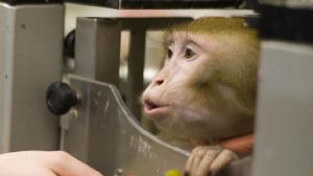 A macaque being offered food