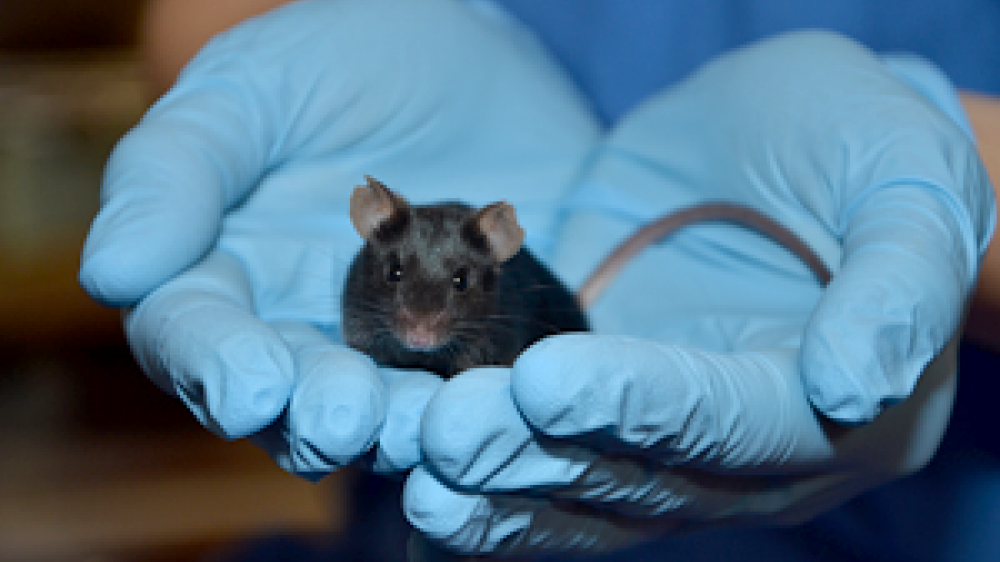 A brown mouse being held in cusp hands