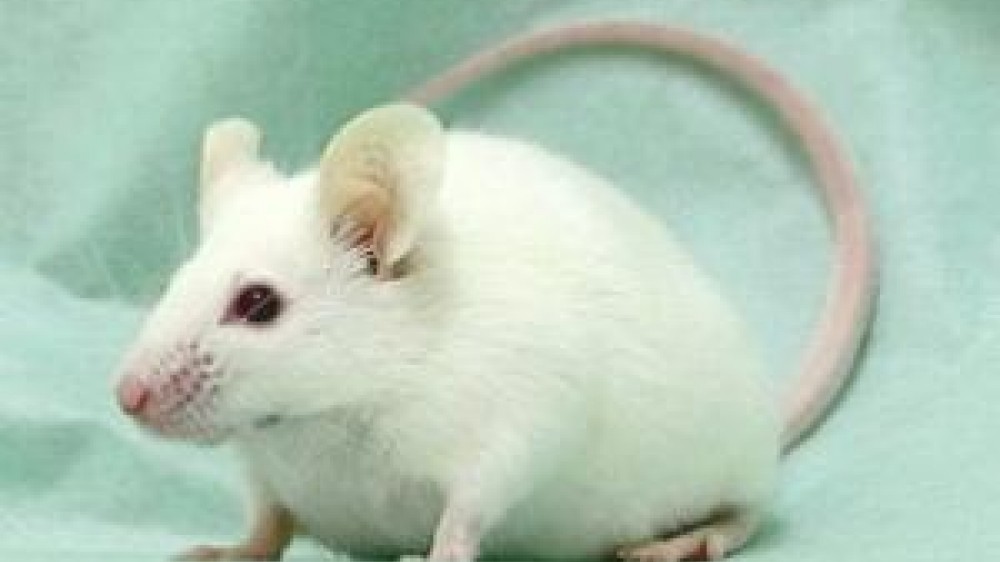 A white mouse sitting on green fabric