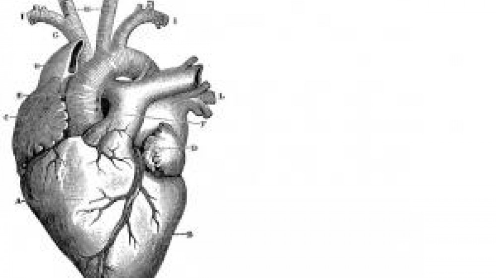 A vintage graphic of the anatomy of the heart