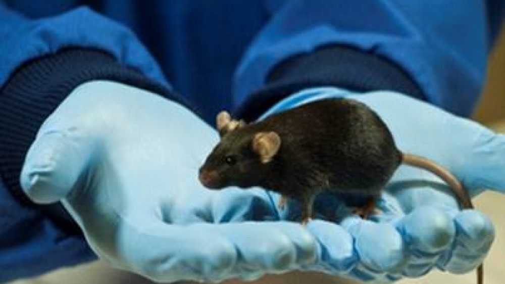 Black mouse sitting on open hands. The technician is wearing a blue coveralls and blue medical grade gloves.