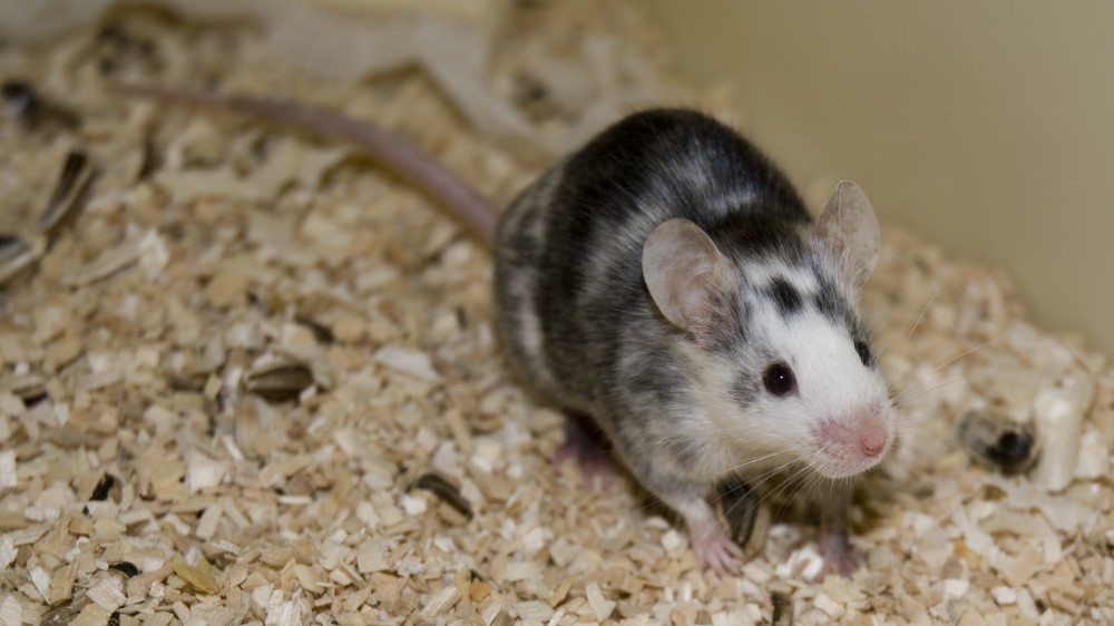 A chimeric mouse, identifiable from its dappled or spotted two colored coat, in this case white and black.