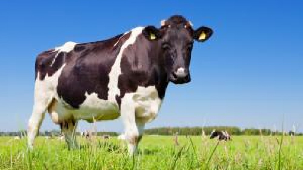 A cow in a field 