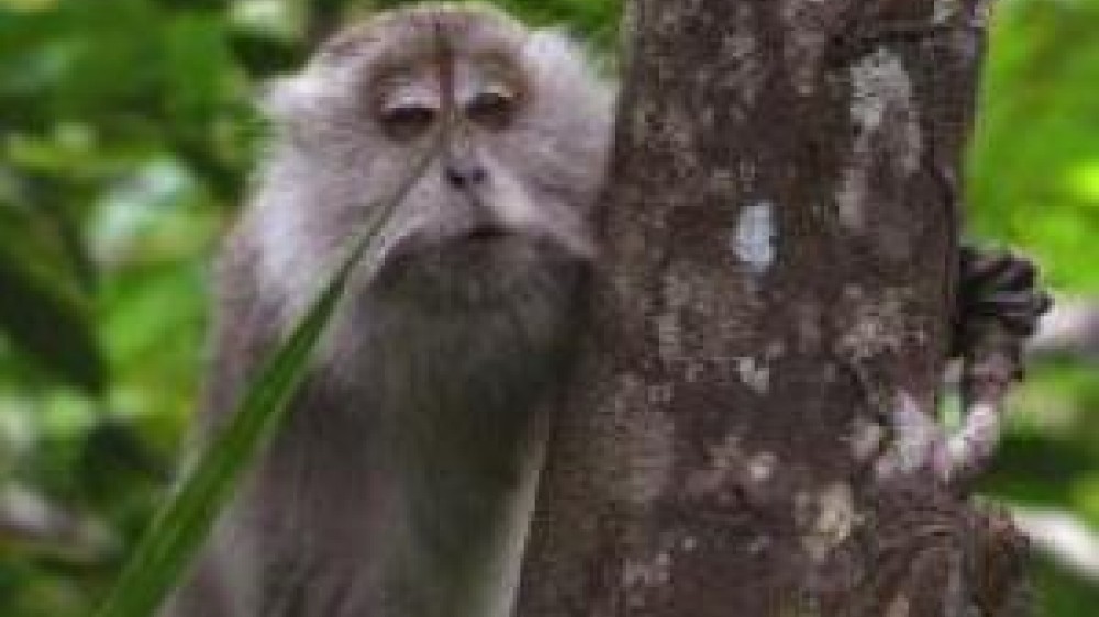 A Cynomolgus Macaque climbing a tree