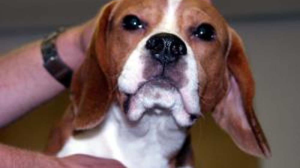 A head shot of a beagle