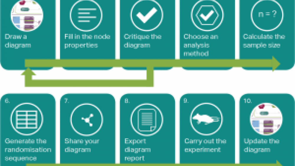 A diagram that represents the experimental plans in detail. It assists researchers in designing robust and reliable experiments, and improve the reproducibility of animal research