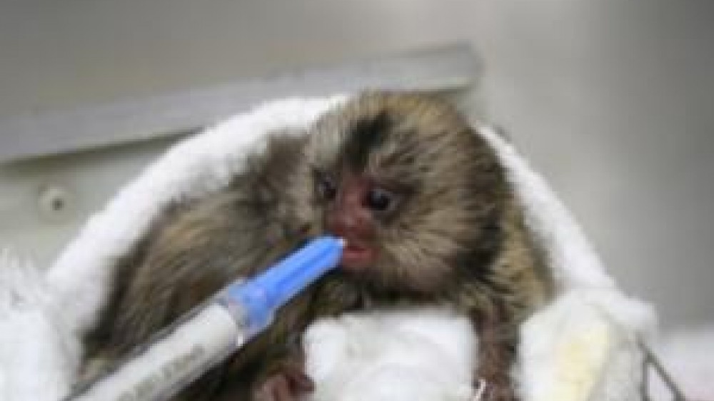 Supplementary feeding of triplet infant marmosets 