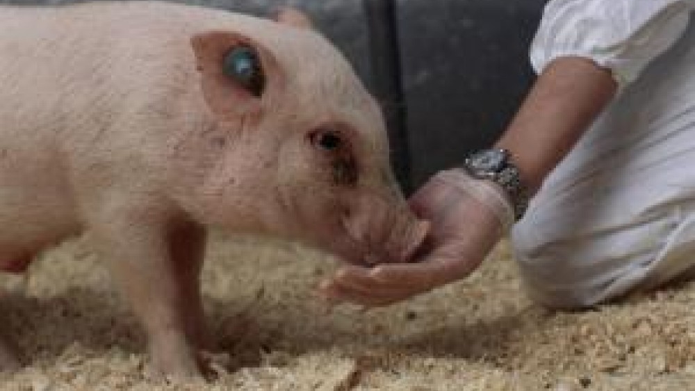 A Gottingen minipig being fed by hand