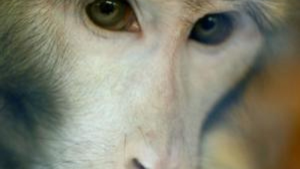 A close up head shot of a macaque