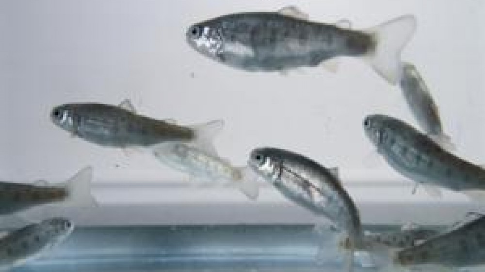A group of young rainbow trout
