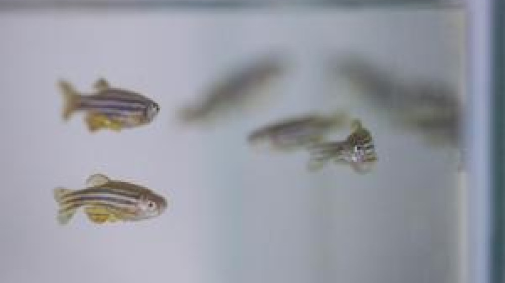 Zebra fishes in tank