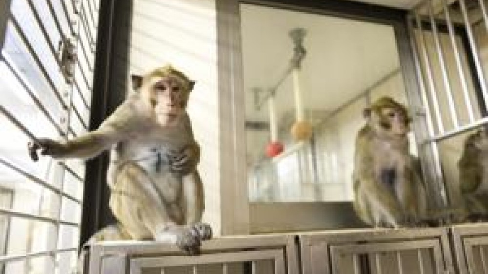 Two macaques sitting on home cages 