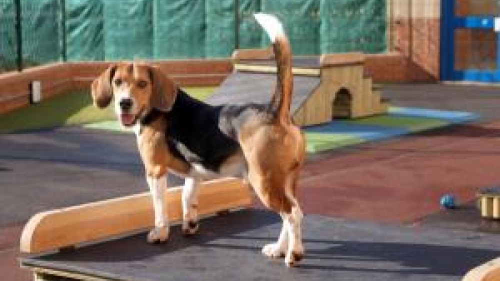 A beagle at an indoor play area