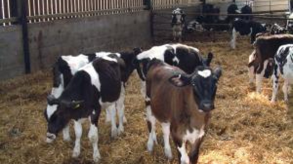 Cows in an open shed 