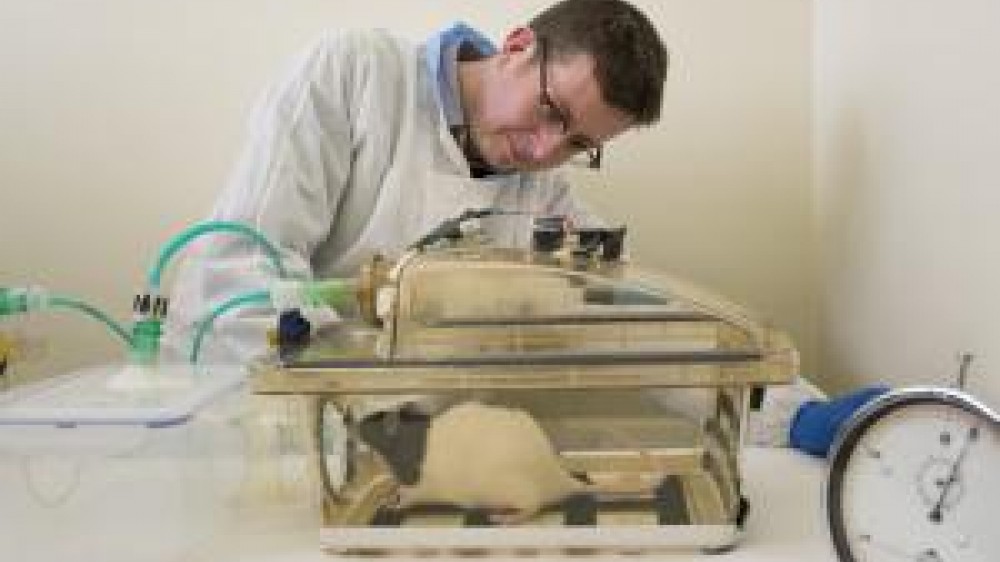 A laboratory technician and a rat in a tank