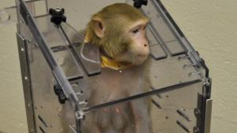 A monkey in a chair restraint 